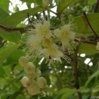 Syzygium samarangense (Blume) Merr. & L.M.Perry